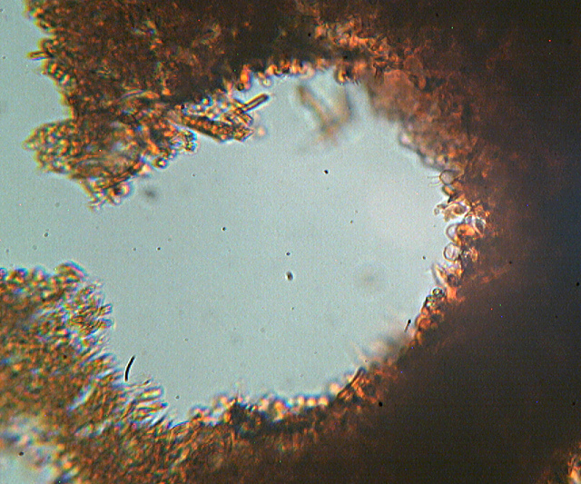 Altri funghi dal mio giardino